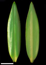 Veronica stricta var. lata. Leaf surfaces, adaxial (left) and abaxial (right). Scale = 10 mm.
 Image: W.M. Malcolm © Te Papa CC-BY-NC 3.0 NZ
